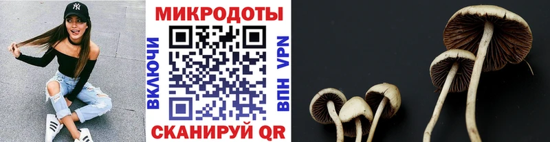 Галлюциногенные грибы Psilocybine cubensis  Среднеуральск 